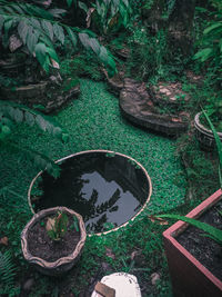 High angle view of plants growing on land