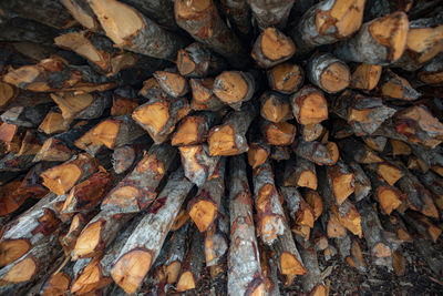 Full frame shot of logs in forest