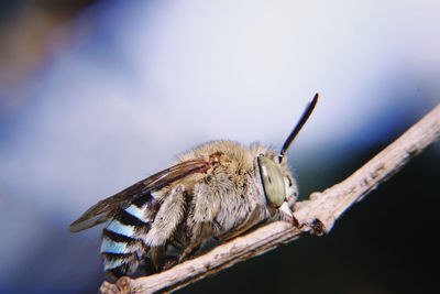 Close-up of bee