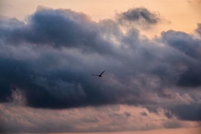 Low angle view of bird flying in sky