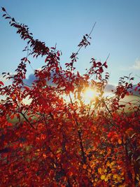 Low angle view of flower tree against sky