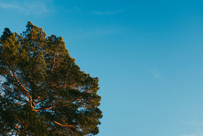 Low angle view of trees against blue sky