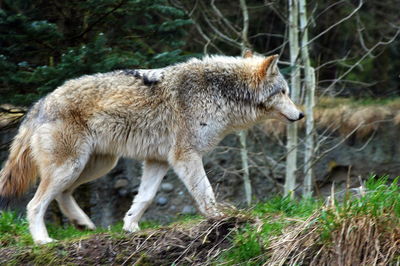 Side view of an animal on field