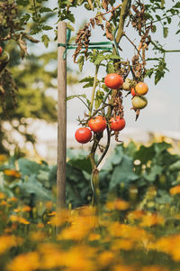 Close-up of red berries growing on tree