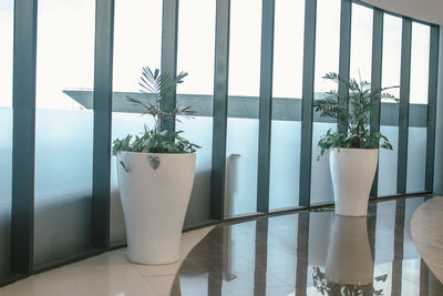 Potted plants on table against window