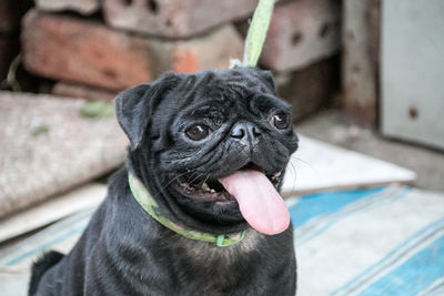 Close-up portrait of a dog