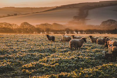 Sheep on landscape during sunset