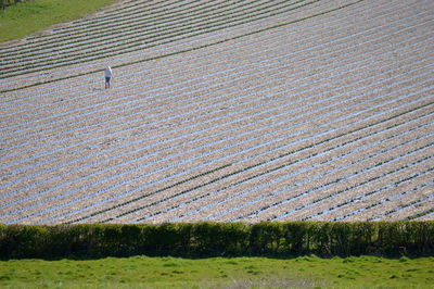 Scenic view of agricultural field