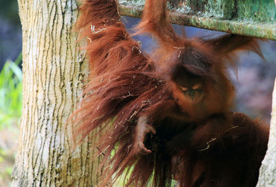 Close-up of lizard on tree trunk