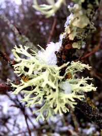 Close-up of plant growing on tree