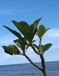 Close-up of plant against sea