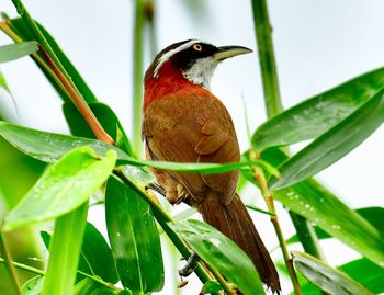 Close-up of bird perching on plant