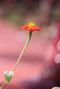 Close-up of red flower blooming outdoors