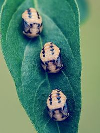 Close-up of ladybug on leaf