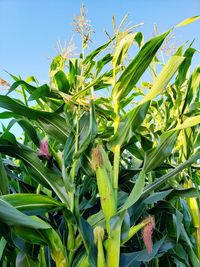 Close-up of flowering plant on field against sky