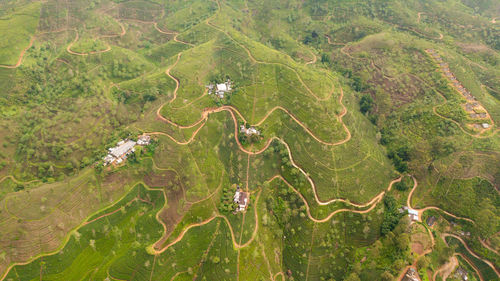 Tea plantations on hillsides in a mountainous province. tea estate landscape. sri lanka.