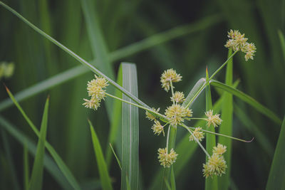 Close-up of yellow flowering plant