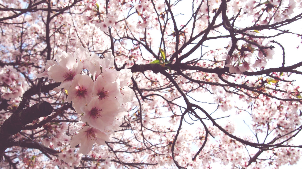 LOW ANGLE VIEW OF PINK CHERRY BLOSSOM