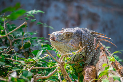 Close-up of iguana