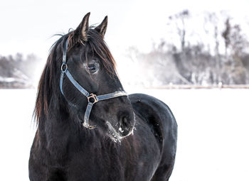 Close-up of a horse on snowy field