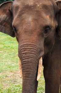 This photo shows a portrait of a sumatran elephant from indonesia, facing the ground.