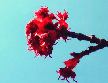 Low angle view of red flowering plant against blue sky