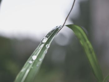 Close-up of plant