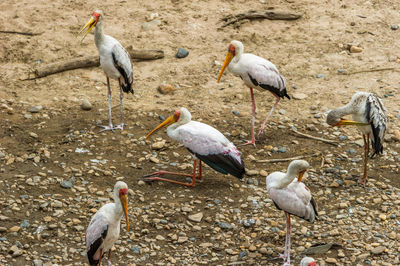 Storks perching on ground