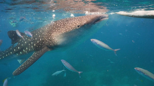 Whale shark swimming in the clear blue water. rhincodon typus. philippines, oslob.. 