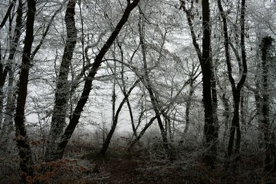 Bare trees in forest