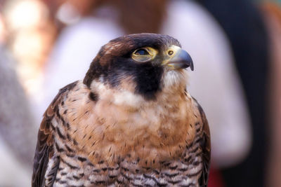 Close-up of falcon perching outdoors