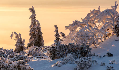 Snow covered trees and rocks against sky during sunset