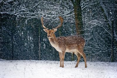 Deer in forest during winter