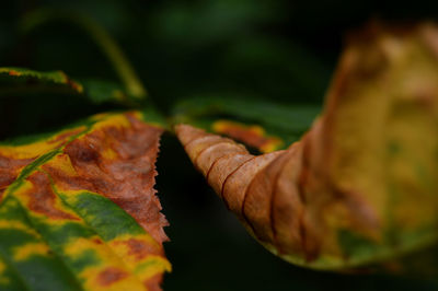 Close-up of maple leaf during autumn