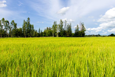 Scenic view of agricultural field against sky