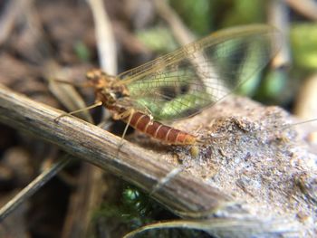 Close-up of dragonfly