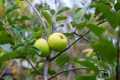 Close-up of fruits on tree