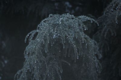 Close-up of jellyfish in water at night