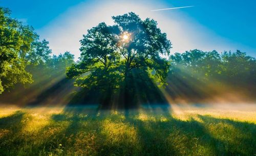 Sunlight streaming through trees