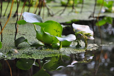 Close-up of white flower growing on plant