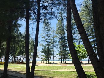 Trees growing in park