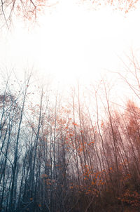 Bare trees in forest against sky