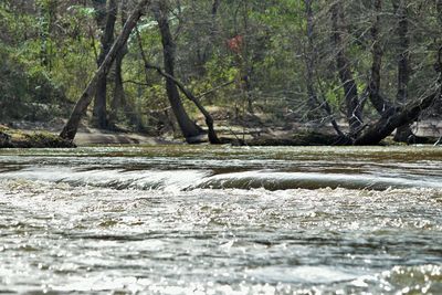 River flowing through forest