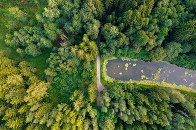 High angle view of trees growing in forest