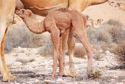 Camel in the negev desert in israel near mitzpe ramon, machtesh ramon