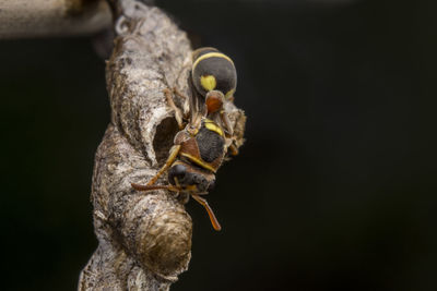 Ropalidia fasciata- paper wasp	
