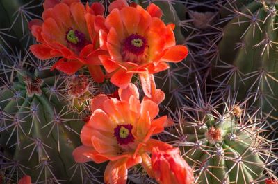 Close-up of orange cactus flower