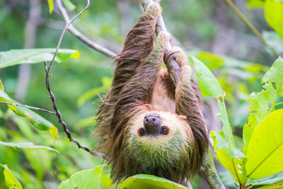 Close-up of sloth hanging on tree
