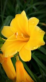 Close-up of yellow flower