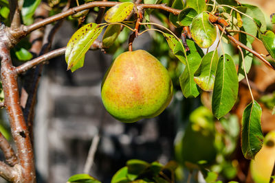 Close-up of fruit growing on tree